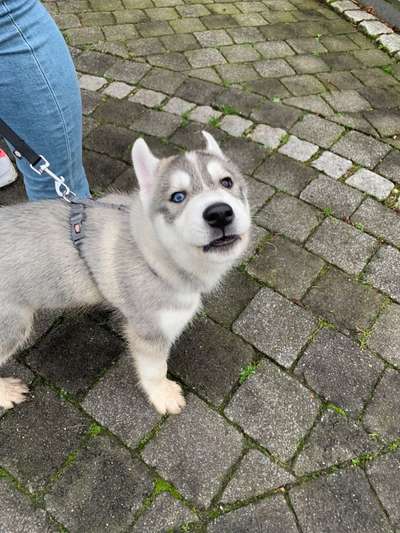 Hunderunde-Beitrag-Bild