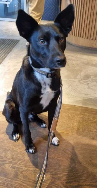 Wer hat einen Kelpie??-Beitrag-Bild