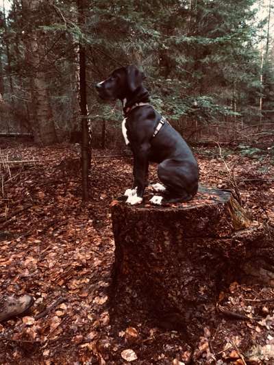 Deutsche Doggen Besitzer zeigt euch-Beitrag-Bild