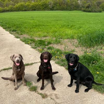 Hundetreffen-Spiel- und Gassirunde-Bild