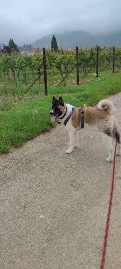 American Akita-Beitrag-Bild