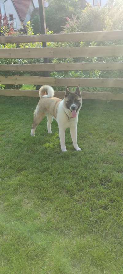 Akita Inu/American Akita (Mix) halter.-Beitrag-Bild