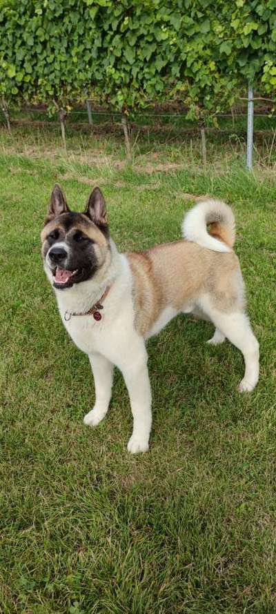 Nordische Hunde-Beitrag-Bild