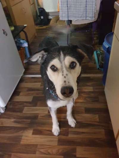 Welche Hunderasse-Beitrag-Bild