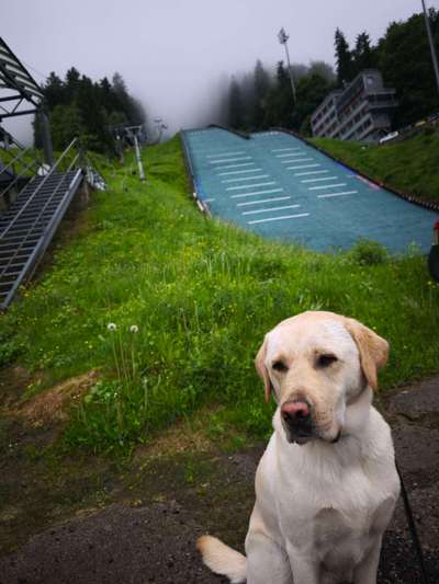 Hundetreffen-Gassi Runde und Spielstunden-Bild