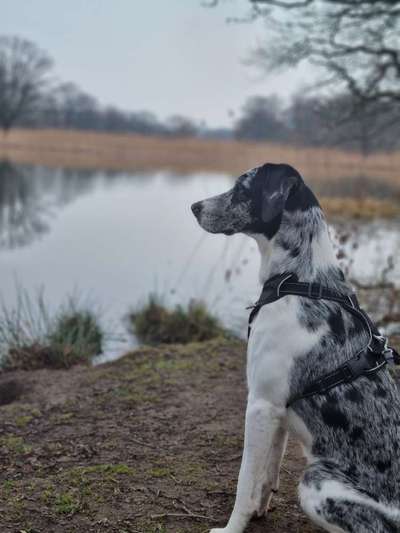 Mischlinge raten - Rätselspaß-Beitrag-Bild