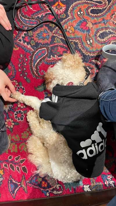 Dogorama Photo Challenge - Gassipause-Beitrag-Bild