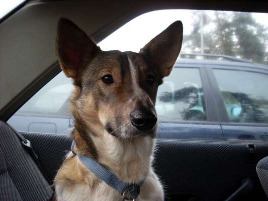 FOTOCHALLENGE 70 - Dein Hund im Auto-Beitrag-Bild
