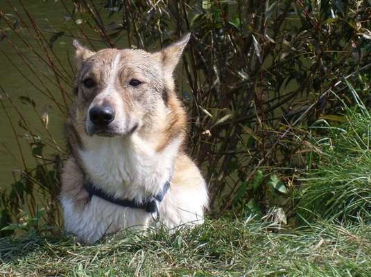 Wie heißt dein Hund?-Beitrag-Bild