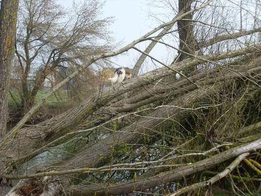 Fotosammlung: ,,Der natürliche Hund" Unbearbeitet, ungestellt und in Natura-Beitrag-Bild