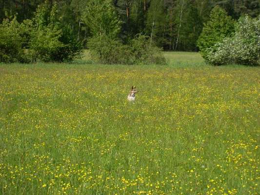 Fotochallenge No. 26                                     Wald und Wiese-Beitrag-Bild