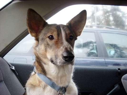 TierschutzhundeStammtisch🐕-Beitrag-Bild