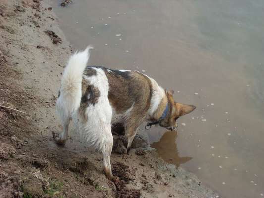 Fotosammlung: ,,Der natürliche Hund" Unbearbeitet, ungestellt und in Natura-Beitrag-Bild