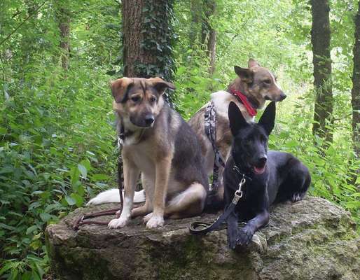 Bester Freund, Hundekumpel - zeigt her!-Beitrag-Bild