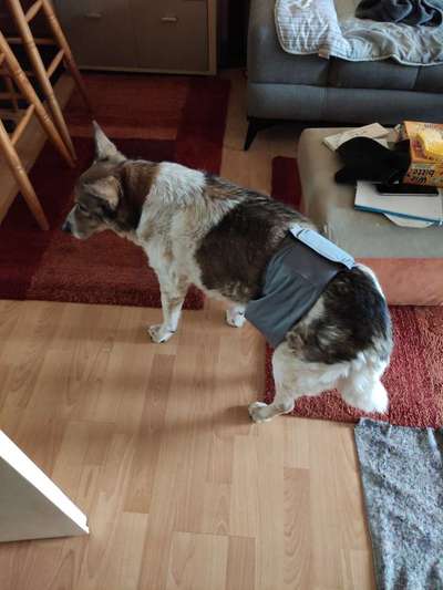 Erfahrung mit älteren Hunden-Beitrag-Bild