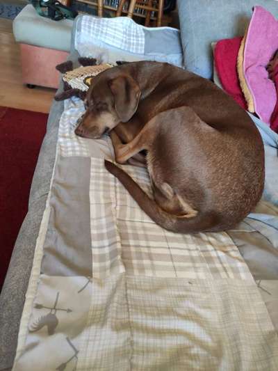 Fotosammlung: ,,Der natürliche Hund" Unbearbeitet, ungestellt und in Natura-Beitrag-Bild