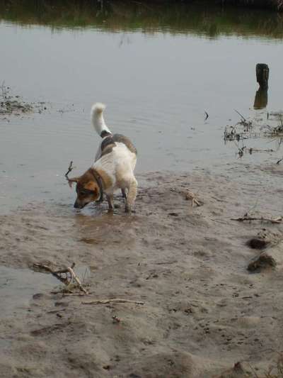 Dogorama-Monats-Challenge-Mai "Wasser"-Beitrag-Bild