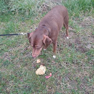 TierschutzhundeStammtisch🐕-Beitrag-Bild