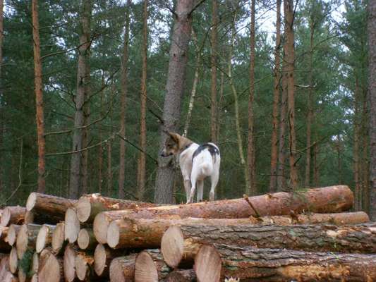 Fotosammlung: ,,Der natürliche Hund" Unbearbeitet, ungestellt und in Natura-Beitrag-Bild