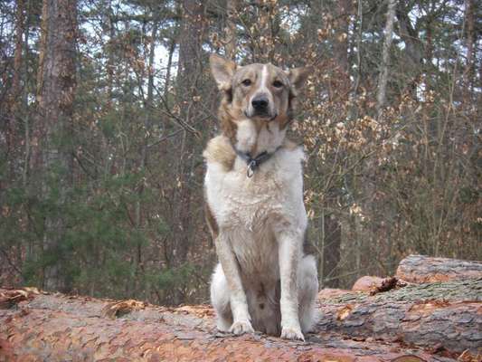 Mischlinge raten - Rätselspaß-Beitrag-Bild