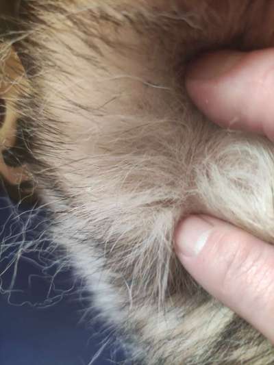 Erfahrung mit älteren Hunden-Beitrag-Bild