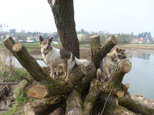 Die Dogorama Wochen Challenge "Friends will be Friends"-Beitrag-Bild