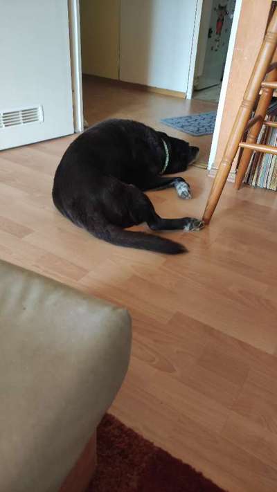 Fotosammlung: ,,Der natürliche Hund" Unbearbeitet, ungestellt und in Natura-Beitrag-Bild