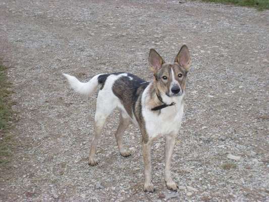 TierschutzhundeStammtisch🐕-Beitrag-Bild