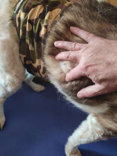 Erfahrung mit älteren Hunden-Beitrag-Bild