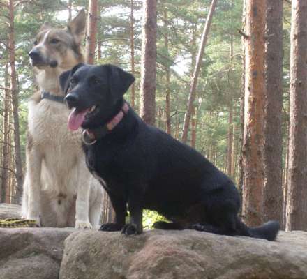 Seltene Rassen!-Beitrag-Bild