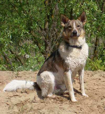 TierschutzhundeStammtisch🐕-Beitrag-Bild