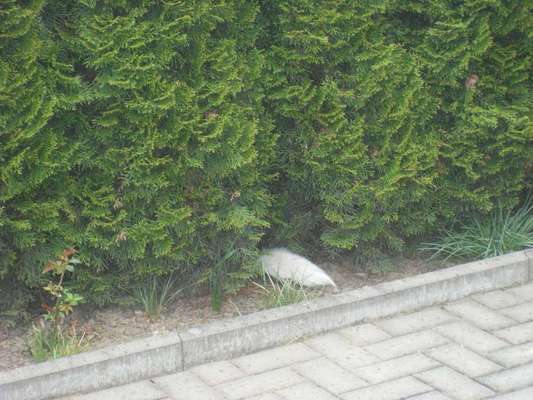 Dogorama Photo Challenge - Tarnung ist alles-Beitrag-Bild