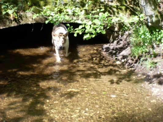 Fotosammlung: ,,Der natürliche Hund" Unbearbeitet, ungestellt und in Natura-Beitrag-Bild