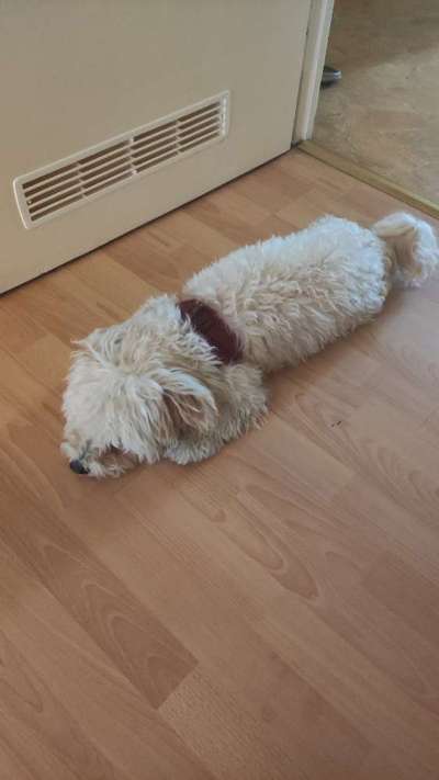 Fotosammlung: ,,Der natürliche Hund" Unbearbeitet, ungestellt und in Natura-Beitrag-Bild