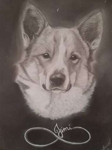 Erfahrung mit älteren Hunden-Beitrag-Bild