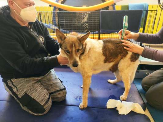 Erfahrung mit älteren Hunden-Beitrag-Bild