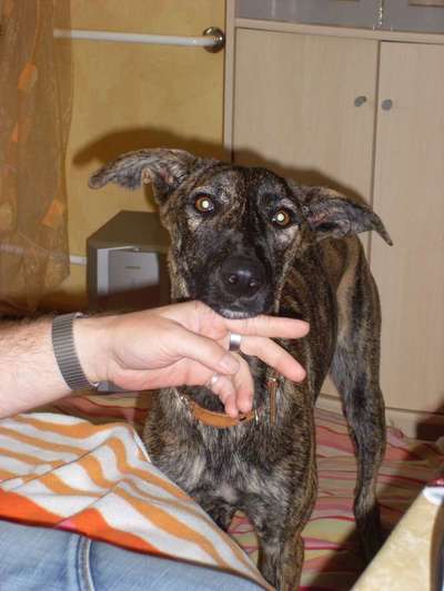 TierschutzhundeStammtisch🐕-Beitrag-Bild