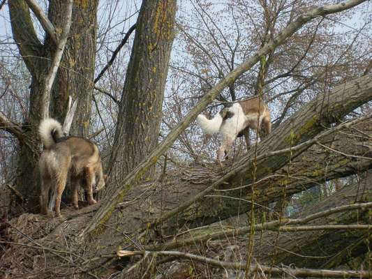TierschutzhundeStammtisch🐕-Beitrag-Bild