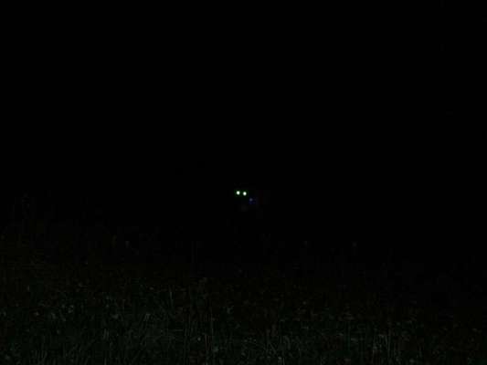 Fotosammlung: ,,Der natürliche Hund" Unbearbeitet, ungestellt und in Natura-Beitrag-Bild