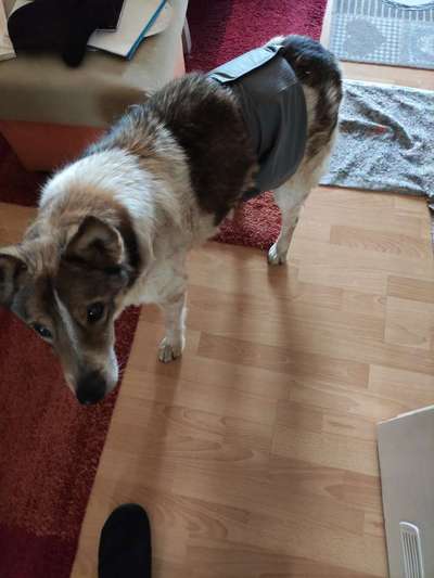 Erfahrung mit älteren Hunden-Beitrag-Bild