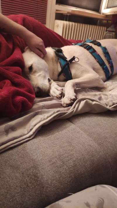 Fotosammlung: ,,Der natürliche Hund" Unbearbeitet, ungestellt und in Natura-Beitrag-Bild