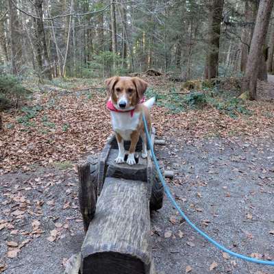 Hundetreffen-Gemeinsame Gassirunden & Training-Bild