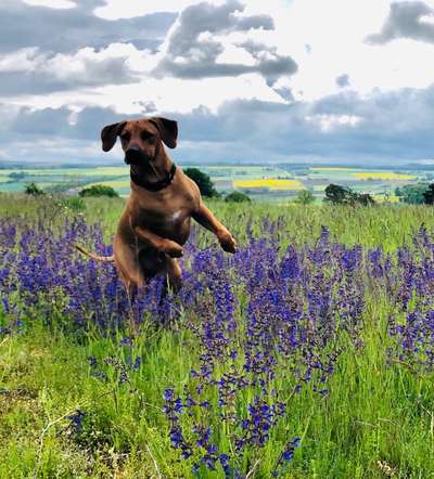 Postet das beste Foto von euren 4 beinern-Beitrag-Bild