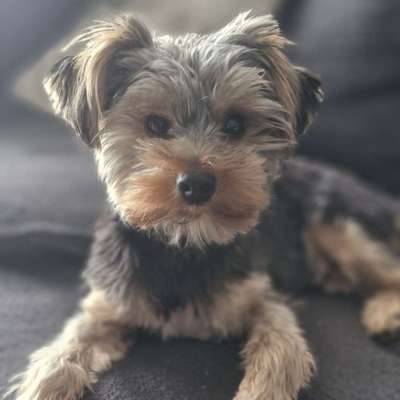 Hundetreffen-Alle Hunde-Bild