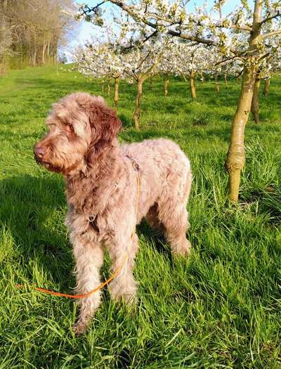 Aussiedoodles.-Beitrag-Bild