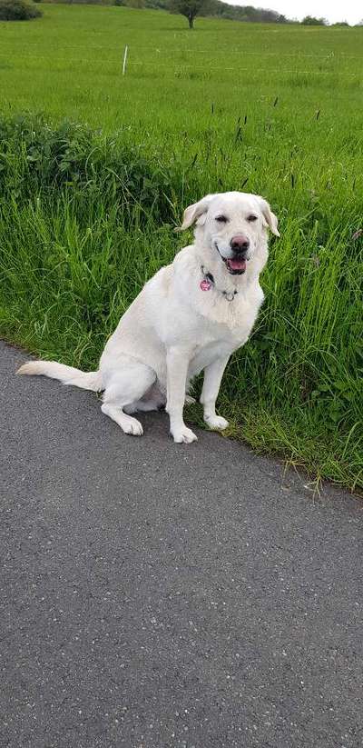 Mischlingshunde Foto Aufruf-Beitrag-Bild