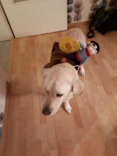 Die Dogorama Wochen Challenge-Beitrag-Bild