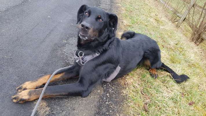 Seltene Rassen!-Beitrag-Bild