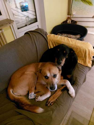 Dogorama Photo Challenge - Die besten Hundebuddys-Beitrag-Bild