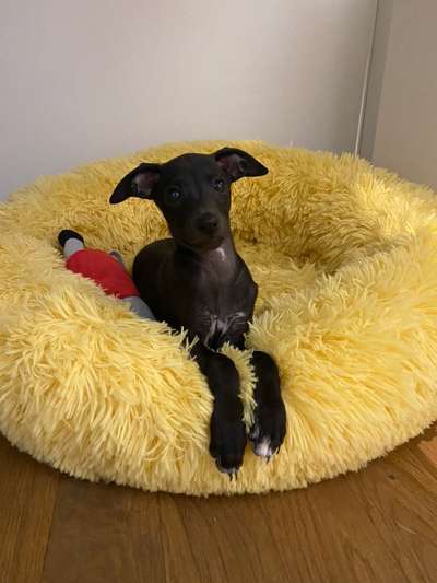 Hundetreffen-Freundlicher Sozialkontakt-Bild